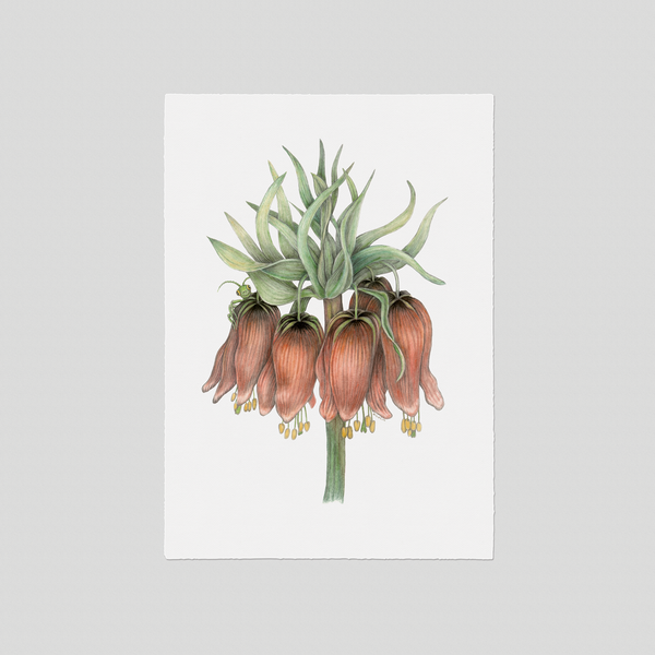 Benjamin - Fine art print