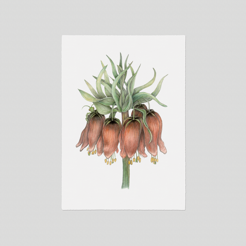 Benjamin - Fine art print