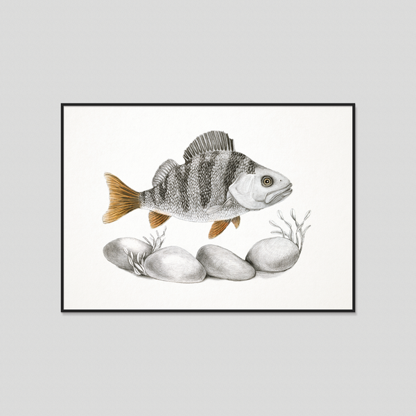 The Scout - Fine art print